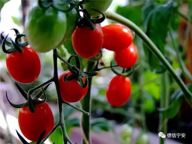 农业农村部、财政部公布！宁安成为首批20个国家现代农业产业园之一