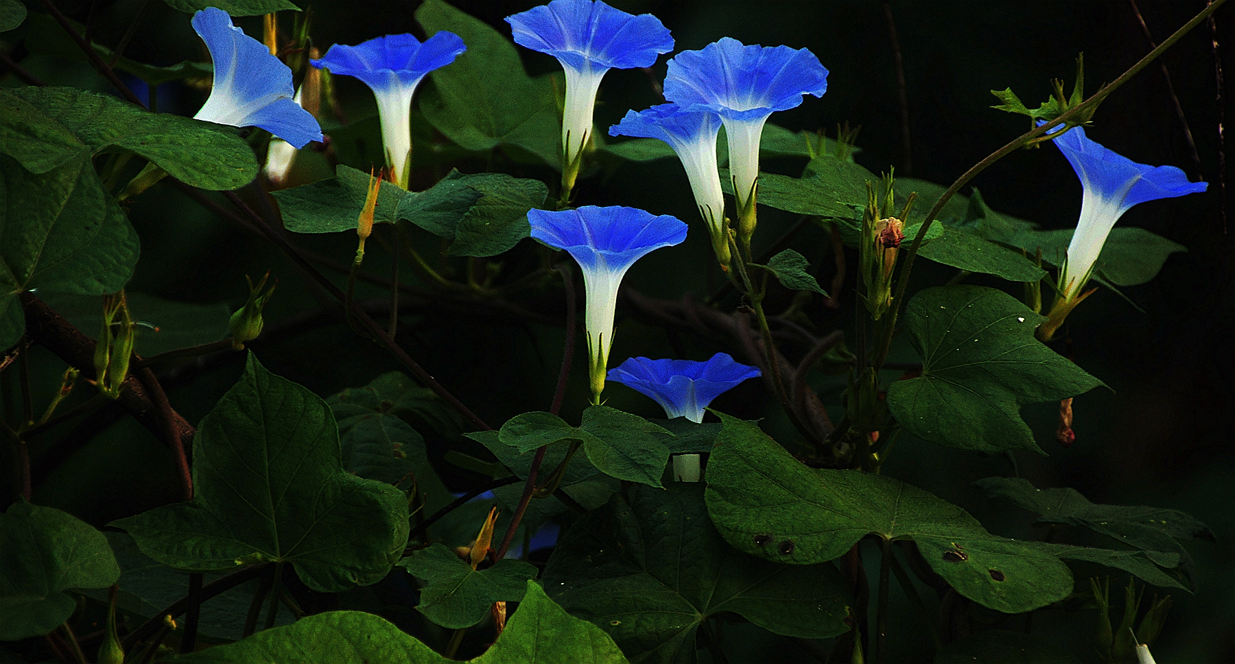一直以来被人误解的植物,被误认成的花