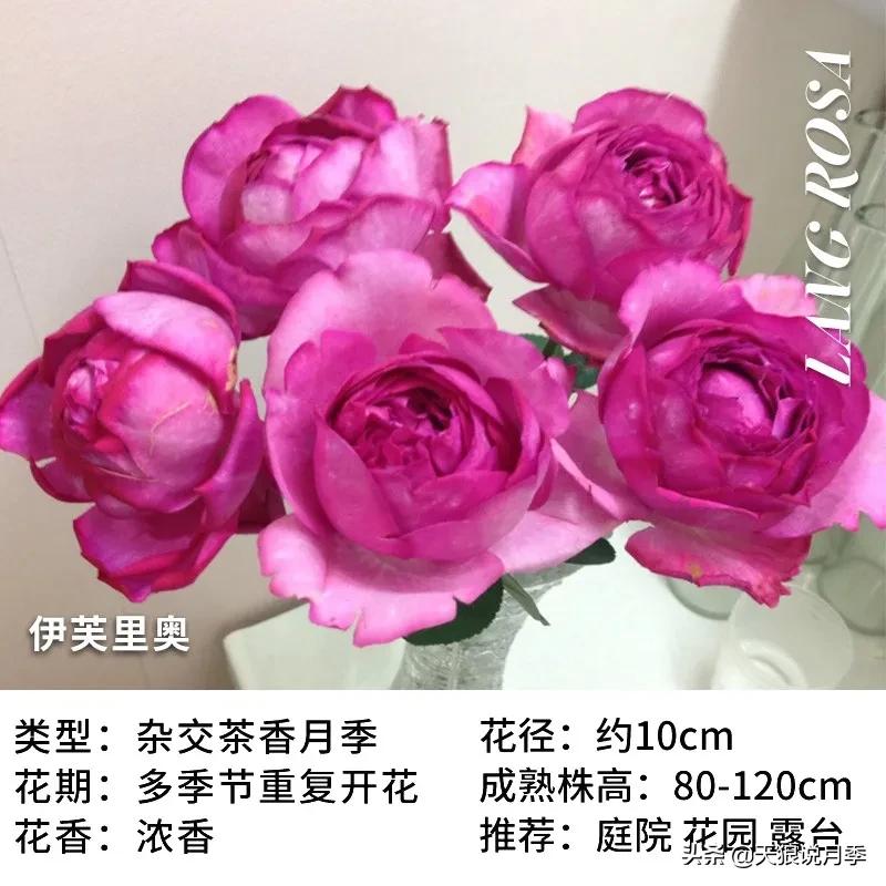 月季控对美的极致追求，尽在伊芙系列