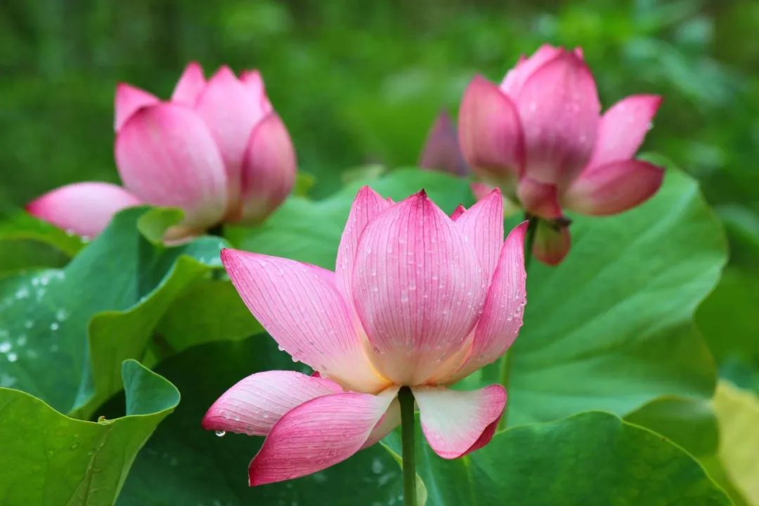 画夏天的荷叶和荷花,儿童画夏天的风景画荷花