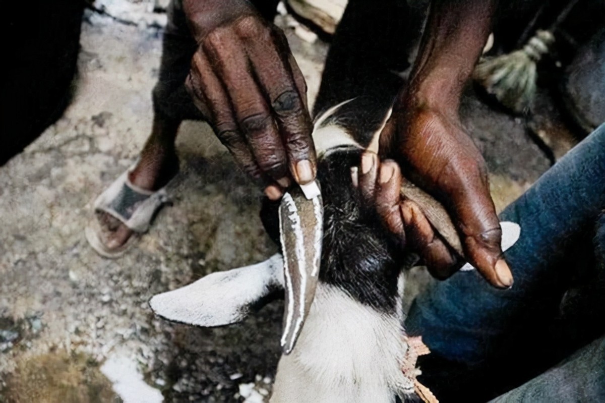 喜马拉雅山采蜜人：专供尼泊尔皇室，每公斤高达3500美元