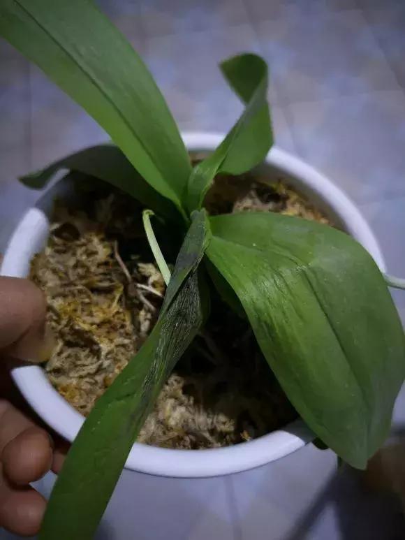 花儿黄叶烂叶怎么办,花儿叶子发黄用什么药