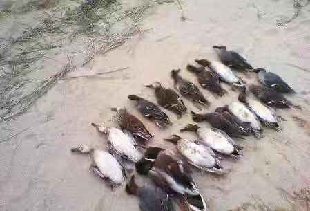 仁义礼智信动物,仁义礼智信被统称为