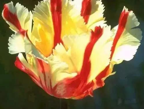 各国国花展示视频,各国国旗国徽国花