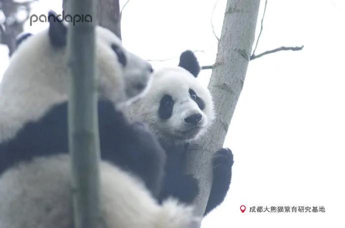 国宝带货直播,国宝直播带货