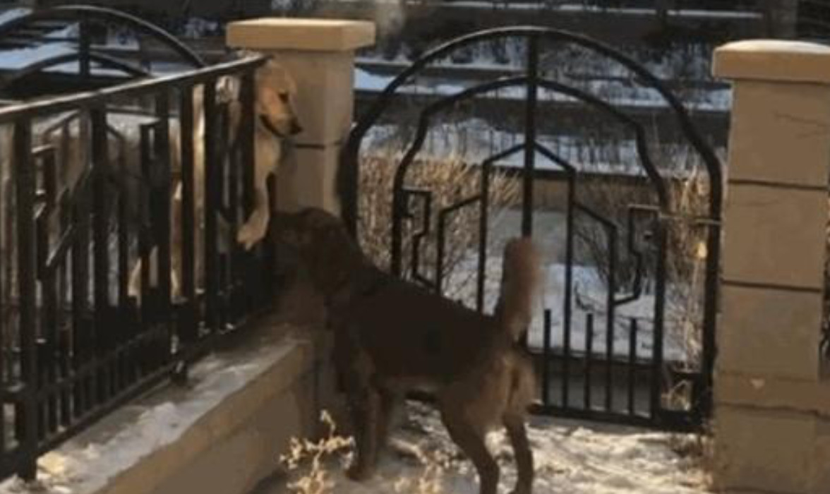 男子发现邻居阳台上有狗后续,男子发现邻居家不对劲