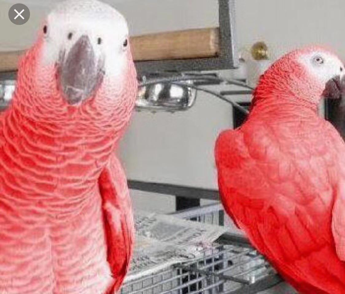 灰鹦鹉有可能过了5年说话吗,灰鹦鹉两个品种有什么不一样