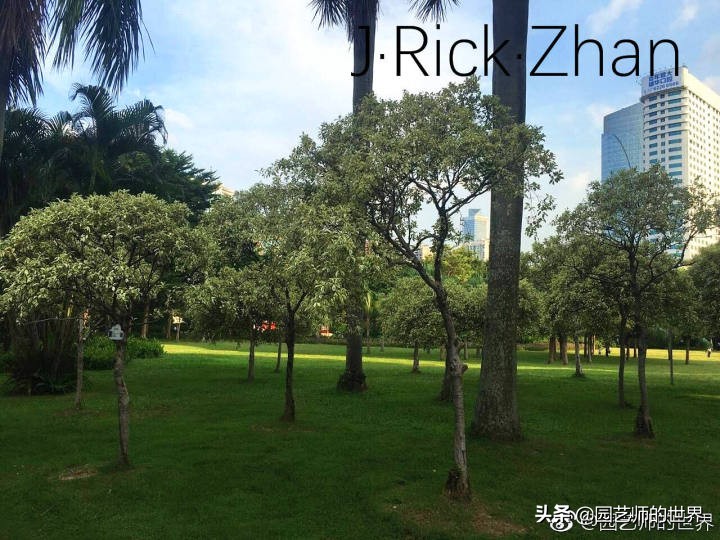 怎样种植草坪技术,果岭草坪的种植养护方法及技巧