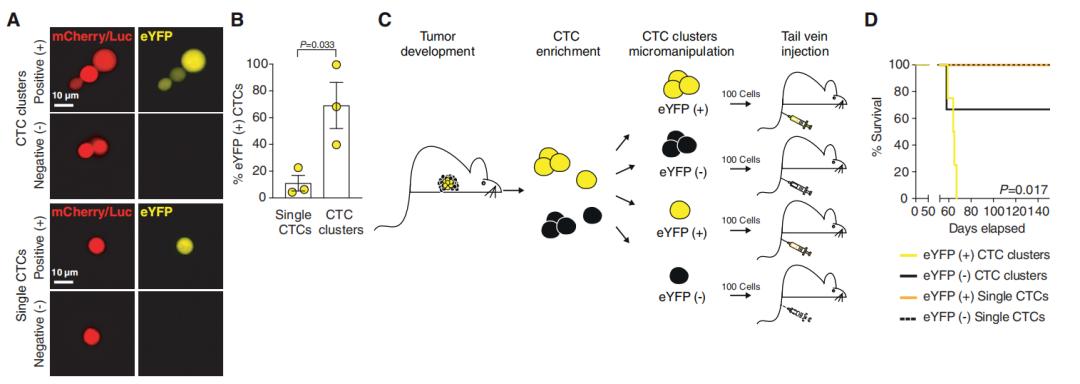 缺氧对肿瘤的影响,缺氧与癌症的关系