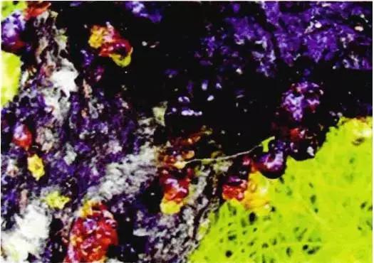 果树得了流胶病用流胶净喷一喷,果树流胶病用石硫合剂可以吗