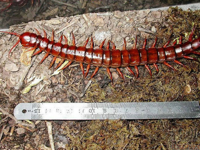 世界最恐怖的十大蜈蚣,十大最毒蜈蚣排名