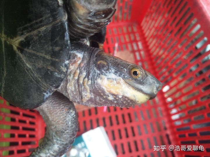 宠物龟泡腐皮净一般多久,幼龟长白点腐皮