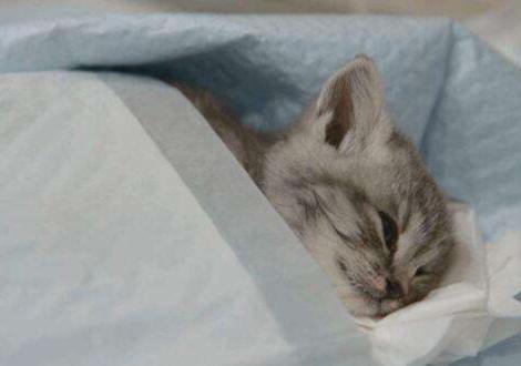 猫咪拉肚子病因及对策,引起猫咪呕吐拉稀的病有哪些