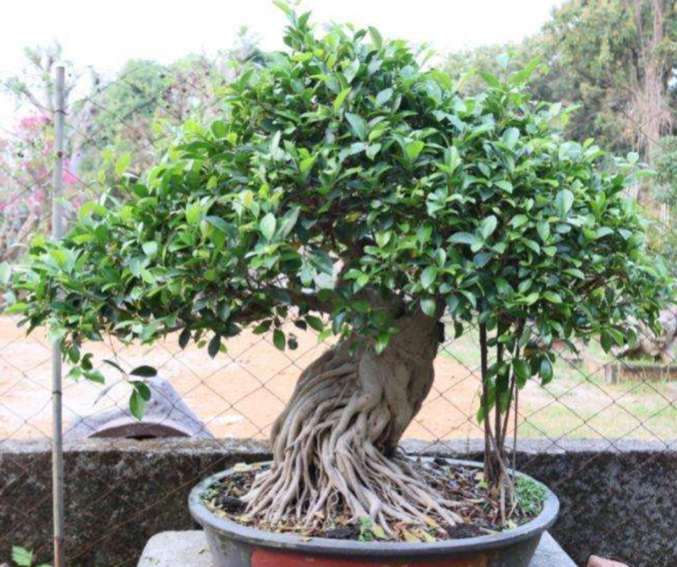 榕树盆景怎么养才能长得茂盛,养榕树注意事项和细节描写