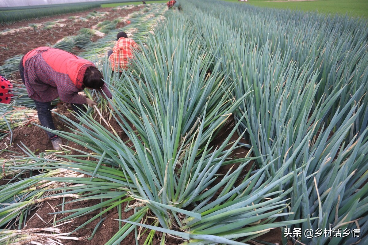 大葱和韭菜发黄怎么治,韭菜大葱干叶病的防治土方法