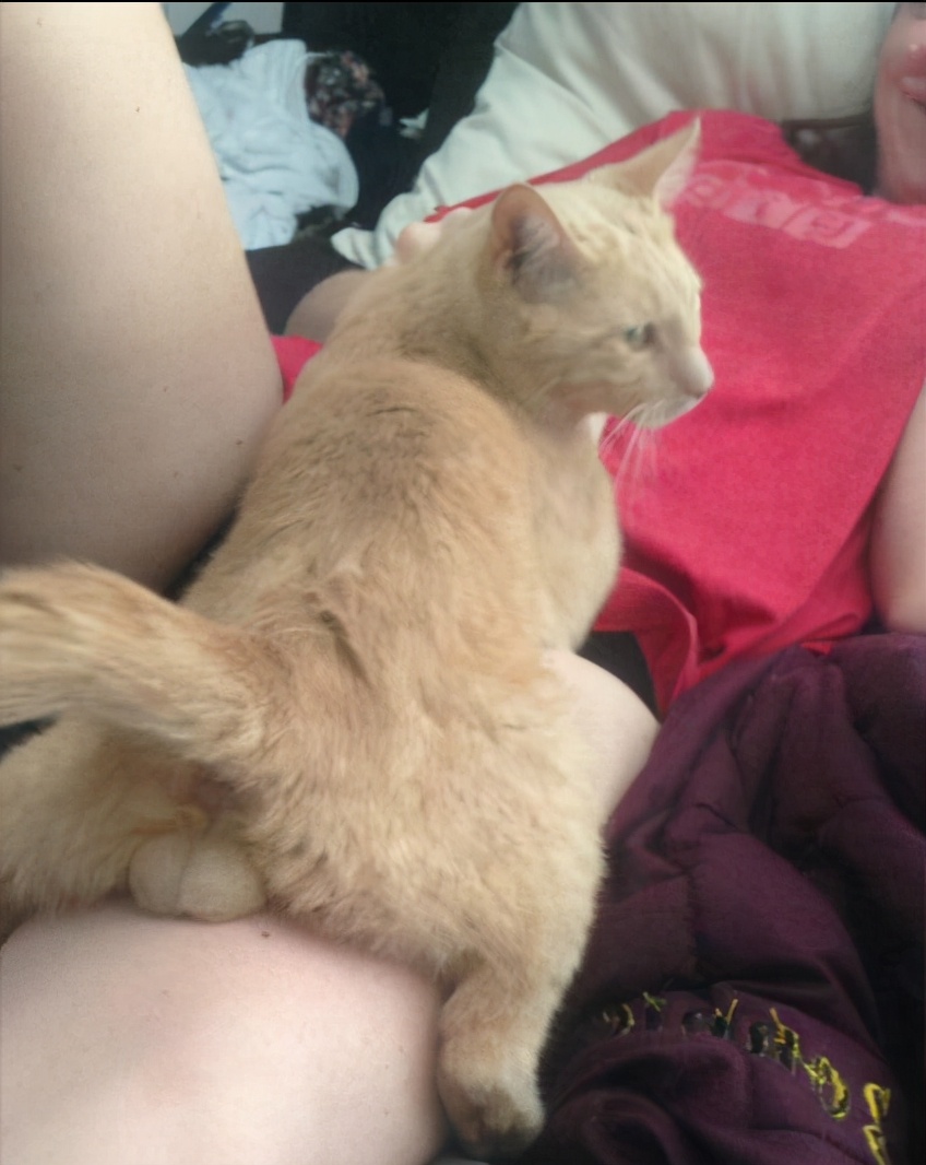 猫咪的蛋蛋居然可以那么可爱！网友：污了