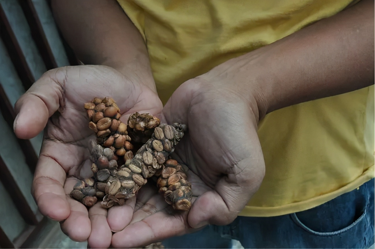 咖啡豆有多少种不同的制作方式,咖啡初学者入门认知咖啡豆
