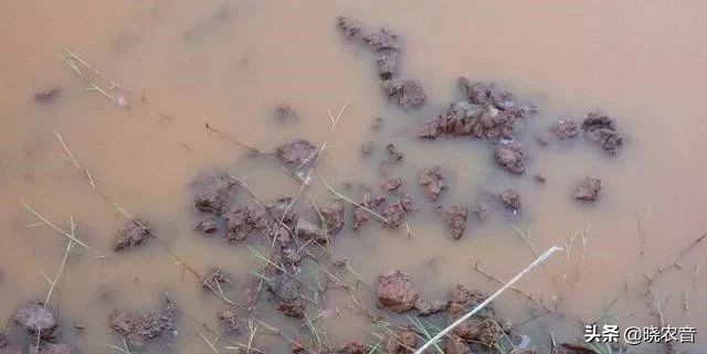 地下水养殖方法和注意事项,山泉水最好养殖方法