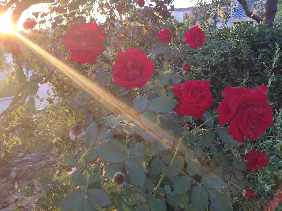 感谢恩师照亮我们的人生路,赞美我的恩师话语