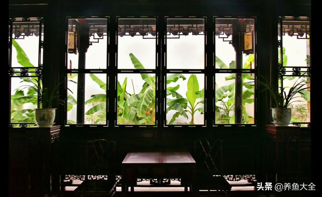 院子里种一棵芭蕉,院子里有芭蕉树好不好