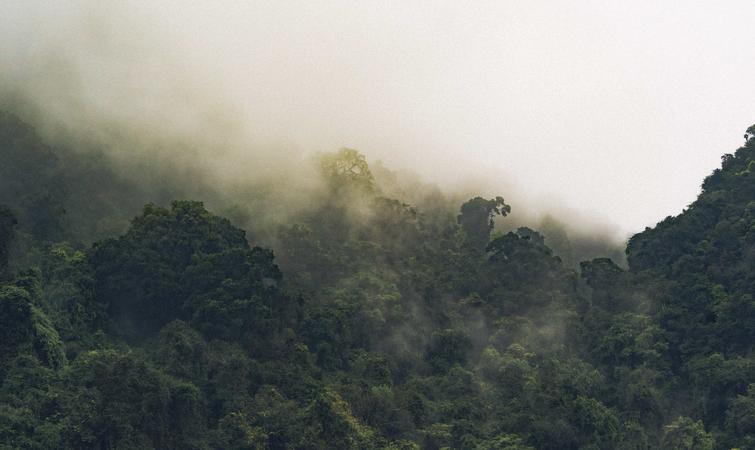 越南森林灭绝野生动物,越南森林生存环境恶劣