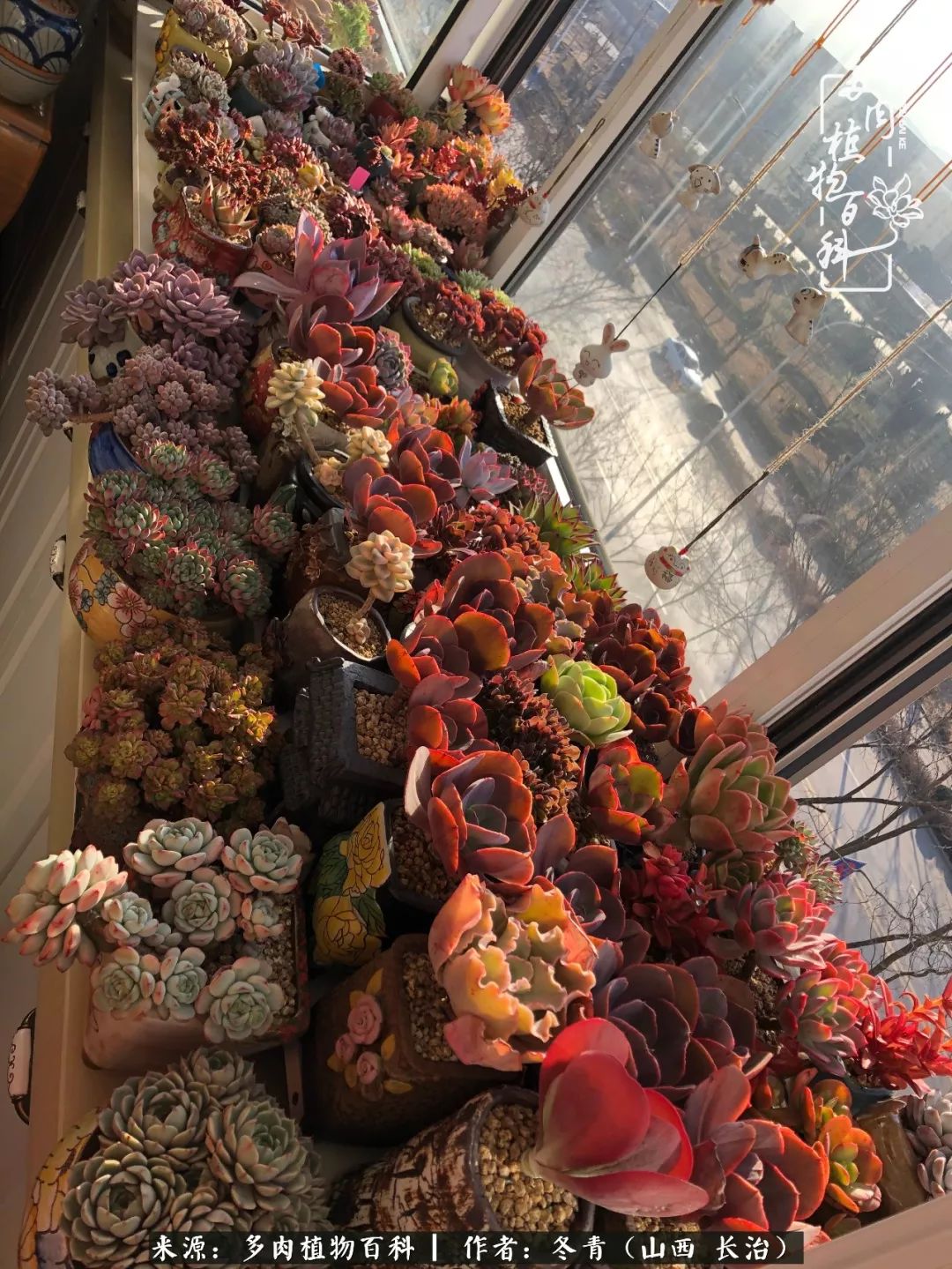 阳台养多肉徒长怎么办,阳台养多肉养殖方法和注意事项