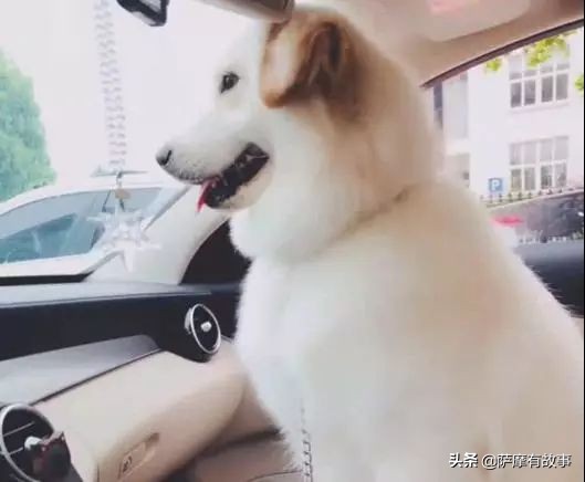 委屈！萨摩耶的混血，是一点没混出萨摩耶的美貌