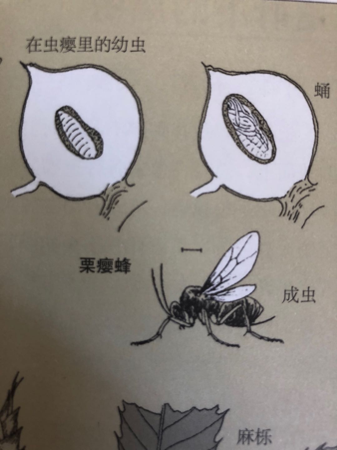 蜘蛛为什么不是昆虫,蜘蛛是不是昆虫为什么是昆虫