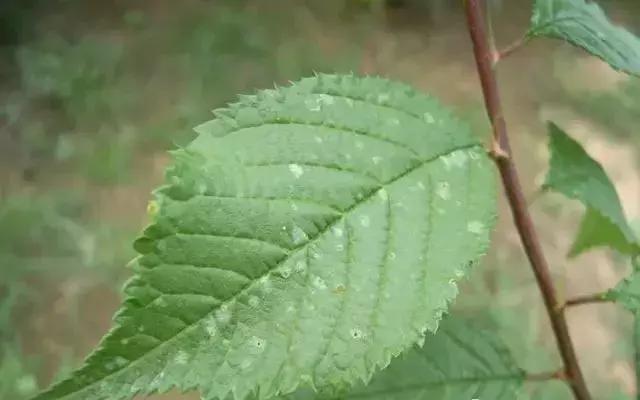 大樱桃病虫害全年防治方法有哪些,大樱桃病虫害全年防治方法直播间