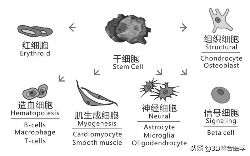 重磅连载——《3D医学》第一期
