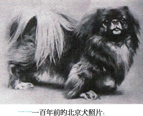 世界顶级北京犬,十大名犬北京犬