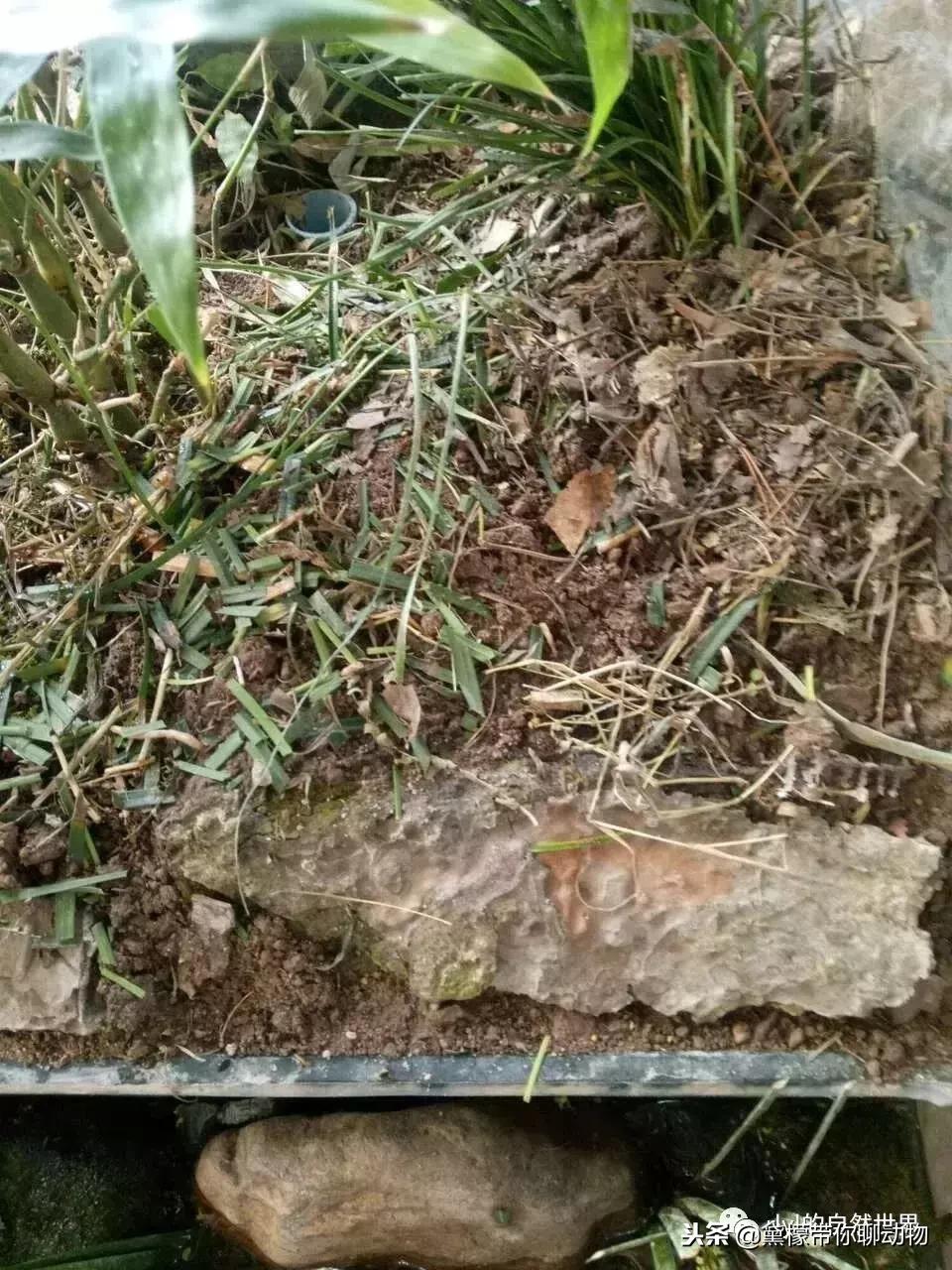 丛林造景黄缘龟池设计图大全,龟宝宝黄缘龟生态缸造景教程