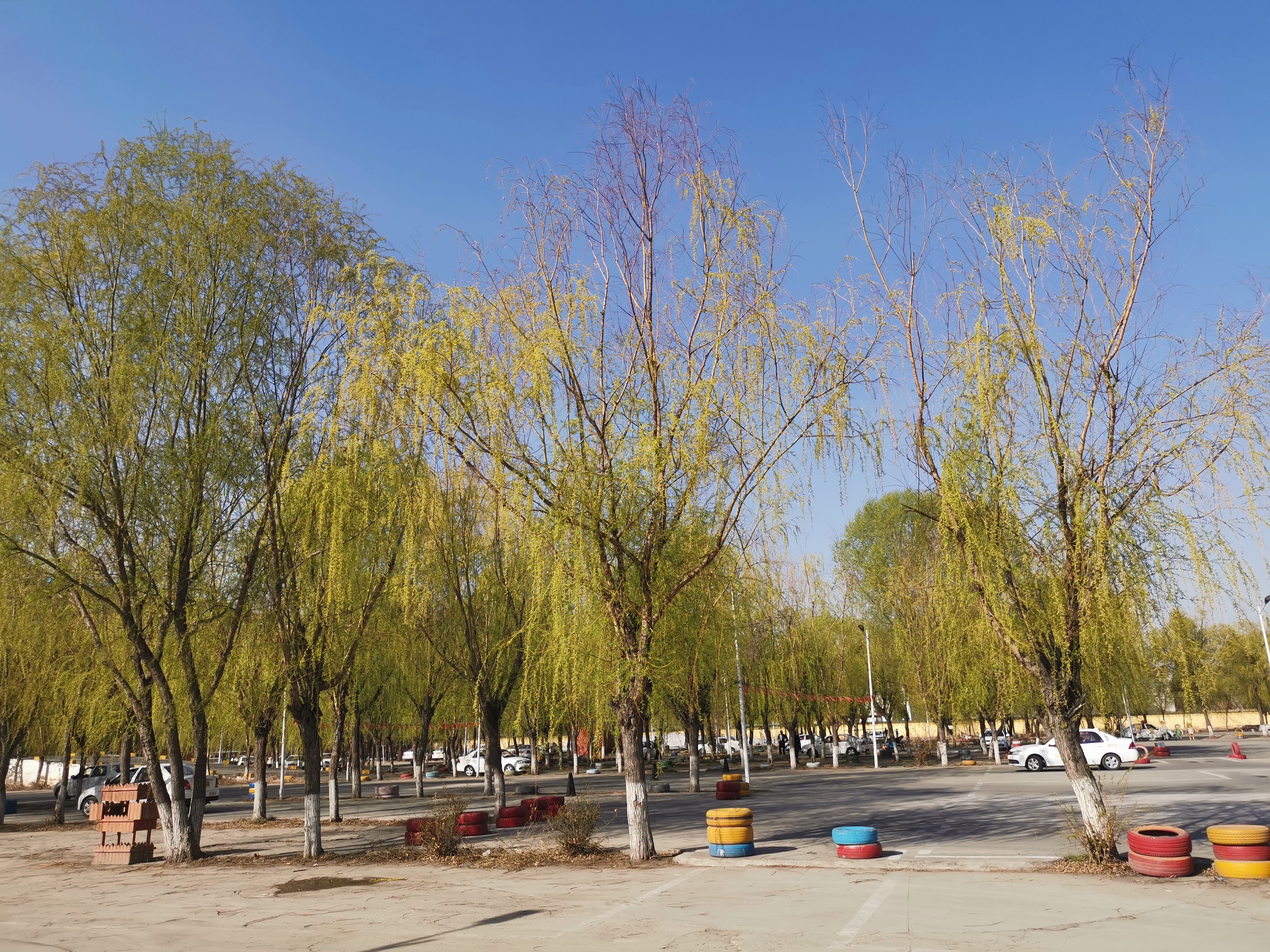 春季学车应注意什么,为什么现在是学车最好时机