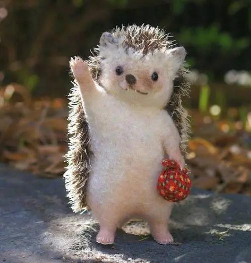 野生小刺猬有几种,野生小刺猬在哪里