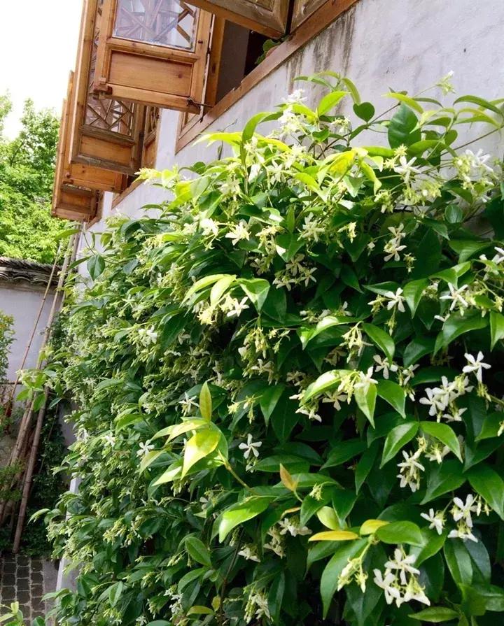 这10种花不怕晒,这3种花不能懒着养