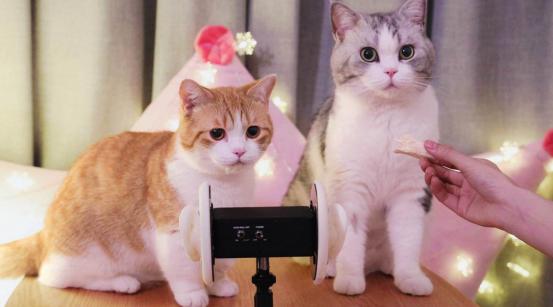 后院猫舍领养猫,养猫后院