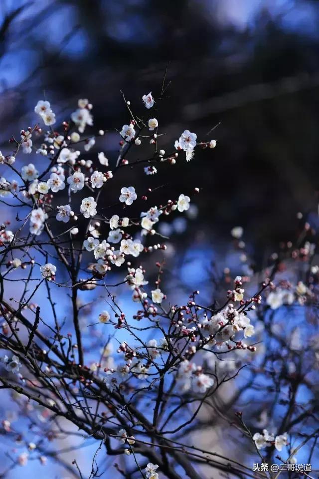 春日青岛游玩攻略,春日出游青岛