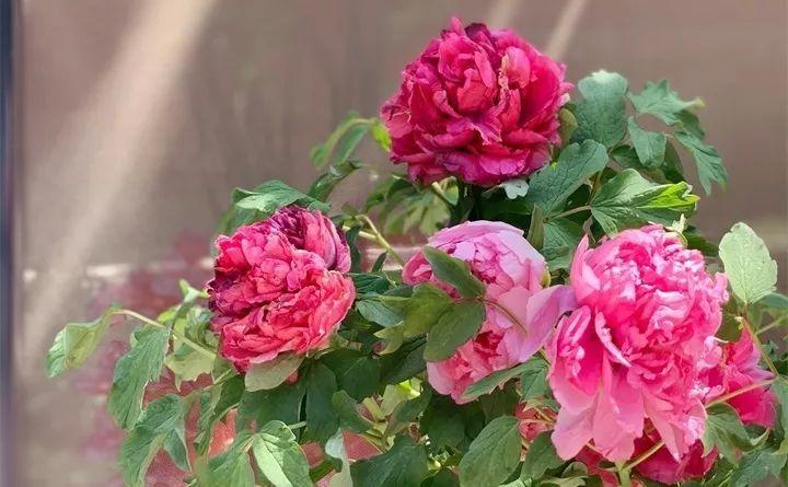 养花新手不知道养什么，就选这几种植物，轻松养爆盆