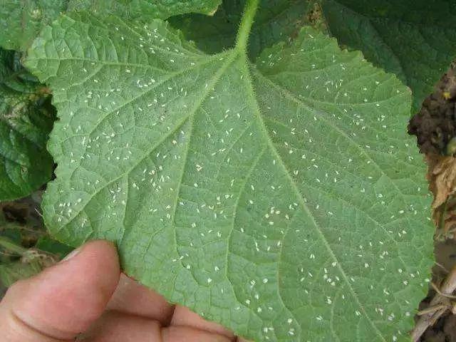 十种常见农药大全,100种常见农药大全