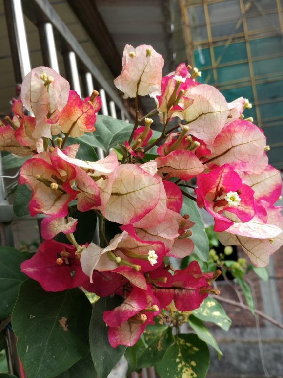 三角梅怎么区分懒花和勤花,所有好看的三角梅