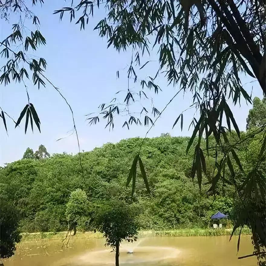 成都哪些值得去的农家乐,春季成都十大必去农家乐