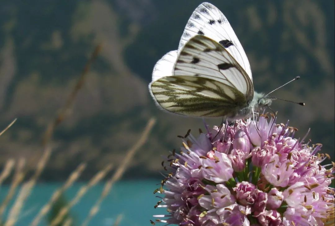 *疆新**的蝴蝶，惊世骇俗