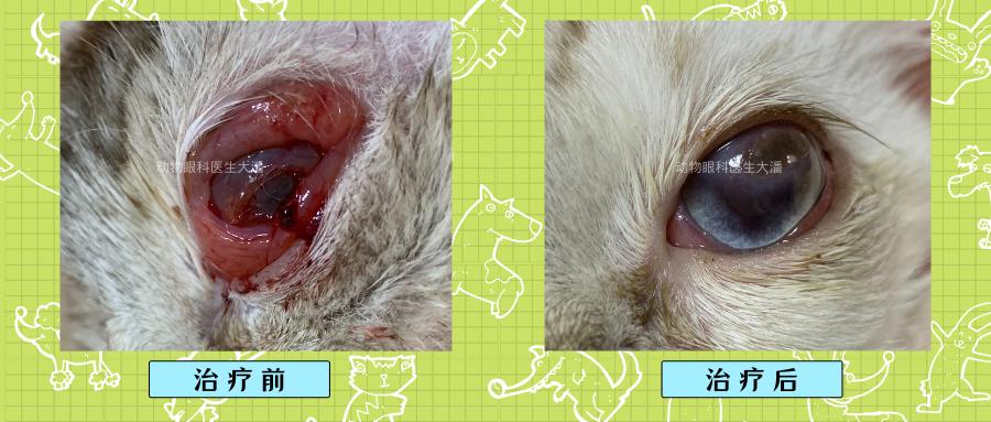猫眼睛化脓红肿用什么眼药水,猫眼睛睁不开流眼泪还红肿