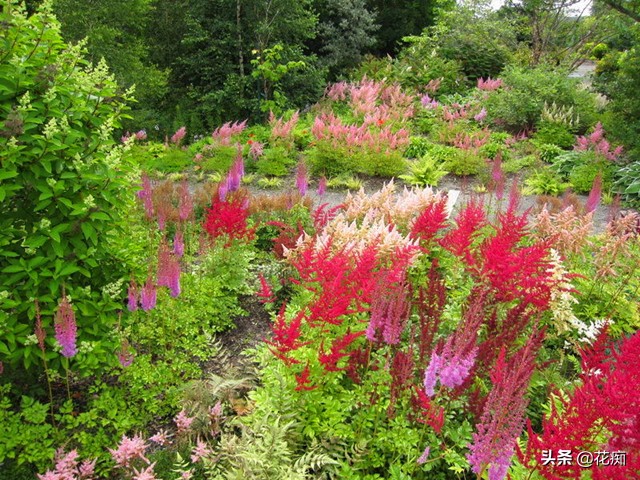 网红黑紫色叶子盆栽,落新妇银星盆栽
