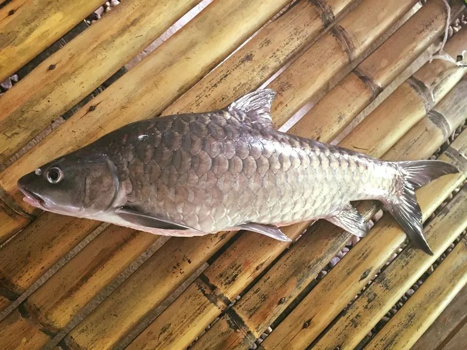 世界十大凶猛淡水鱼类,顶级淡水鱼类