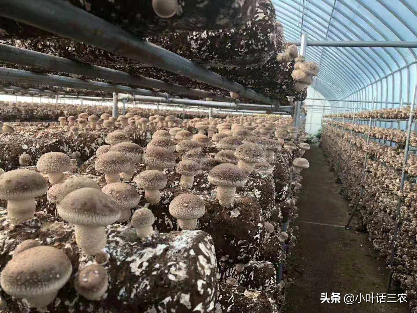 种植类扶贫项目有哪些,新型扶贫项目大全