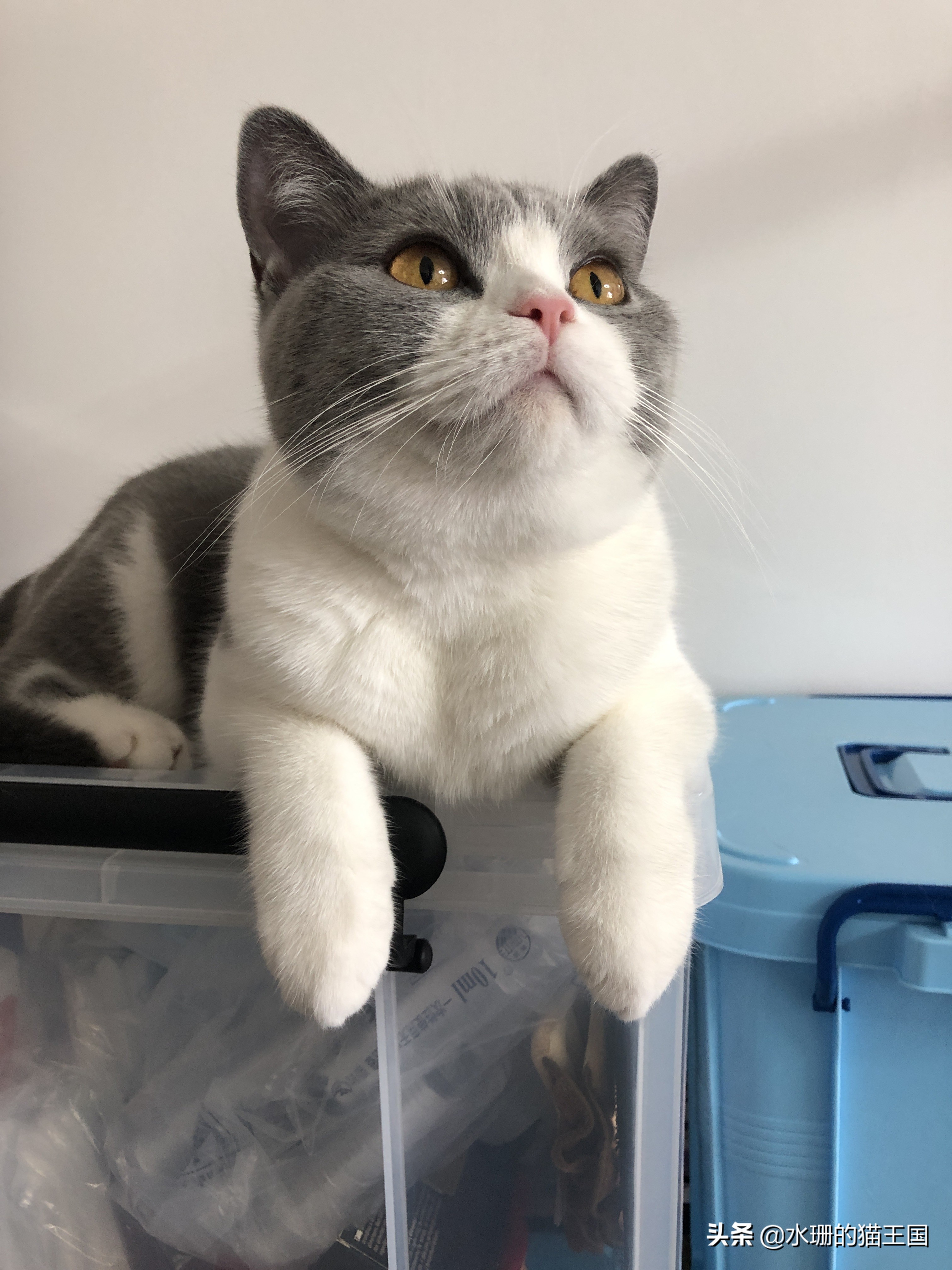 猫咪黑下巴结痂清理,猫咪黑下巴清洁视频