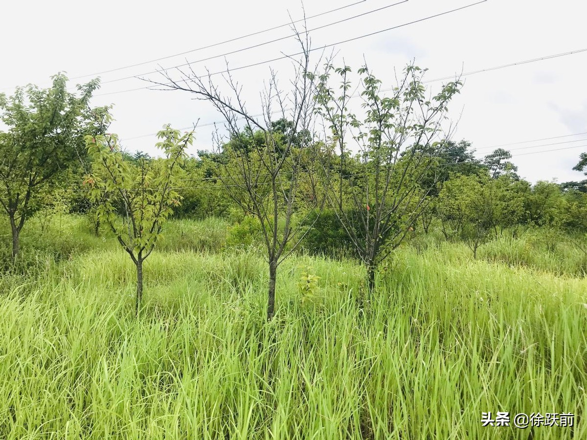 校园生活回眸（三）——徐跃前