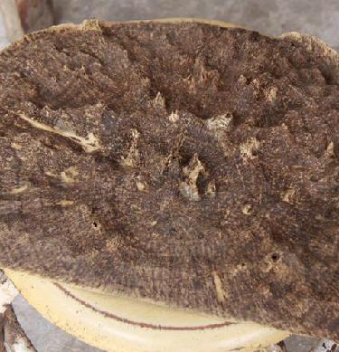 老中医可以给孩子起名吗,用中药名字给孩子取名可以吗