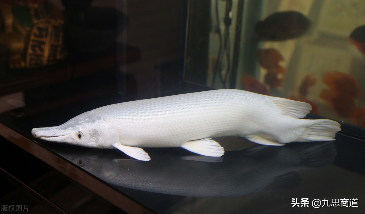 鱼缸清洗上门服务怎么推广,成都鱼缸上门清洗